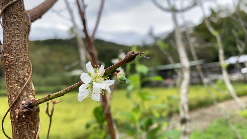 李花早開。（民眾周顥承提供）