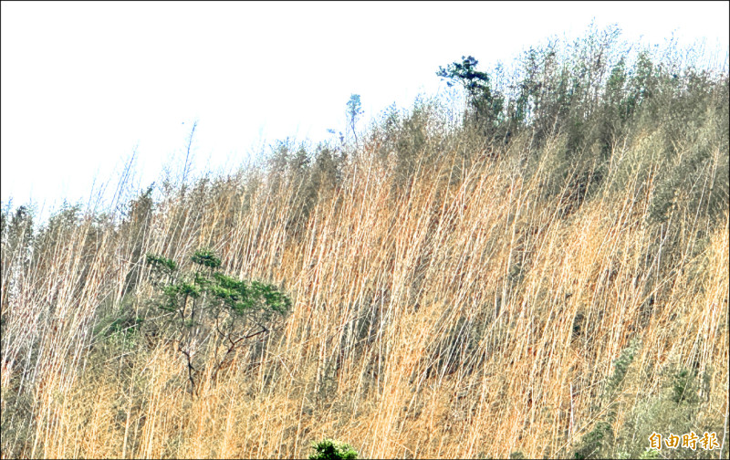 嘉義縣山區轎篙竹枯死情形，已蔓延至番路鄉隙頂地區。（記者蔡宗勳攝）