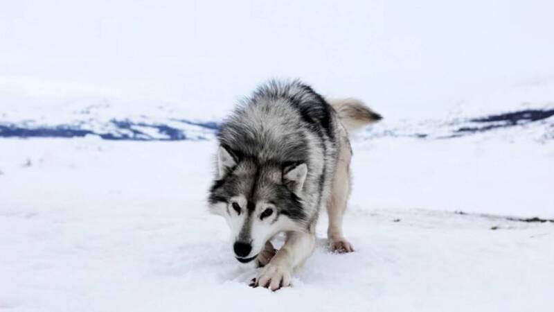 雪橇犬是因紐特文化和狩獵傳統不可或缺的一部分，牠們能協助人們在加拿大北部廣闊的冰凍地區快速移動，也是獵捕海豹和馴鹿的重要工具。（路透資料照）