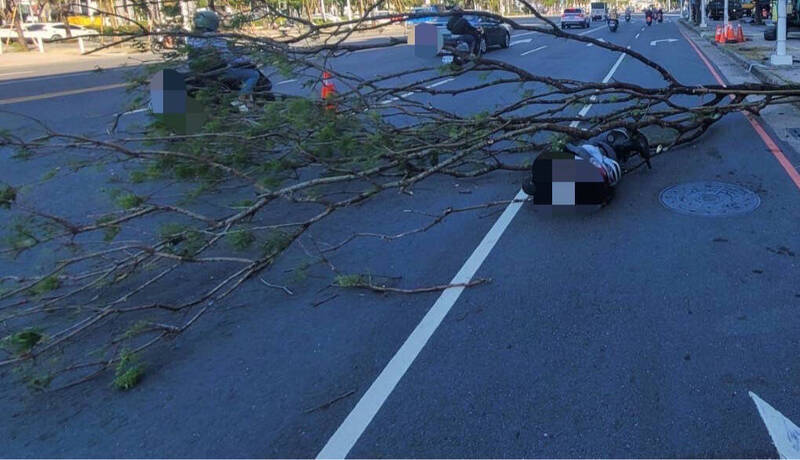 高雄又传路树断落绊倒人车，1人受伤送医幸无大碍。（民众提供）