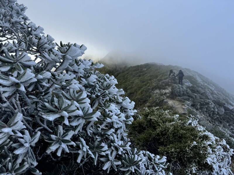 雪霸園區著名的雪山主峰至大霸尖山的聖稜線上，受到此波冷氣團的影響，許多高山植物植株如玉山圓柏或玉山杜鵑均覆蓋層層冰霜，步道上也有結霜濕滑的情形，尤其是前往雪山北峰的稜頂山徑上更為明顯。（雪霸國家公園管理處提供）