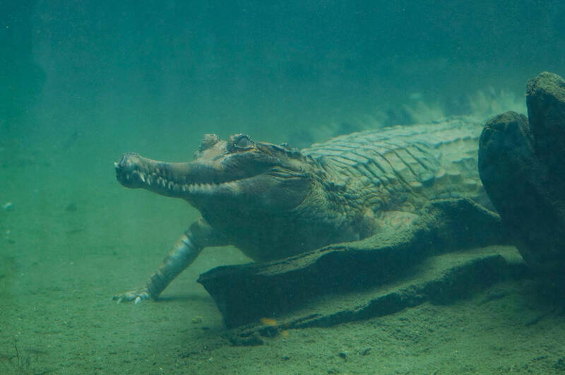 水溫比陸地溫暖時，兩棲動物會選擇待在水裡。（台北動物園提供）