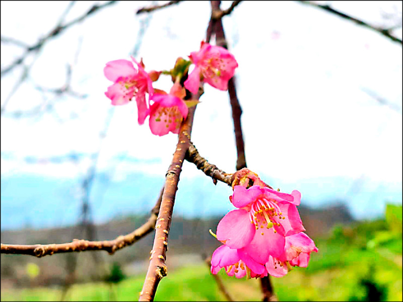 花蓮赤科山上櫻花樹，提前開花。（民眾提供）