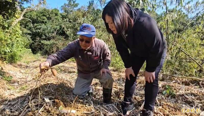 農民種植的作物葉子被山羌吃光了，導致產量銳減。（記者盧賢秀攝）