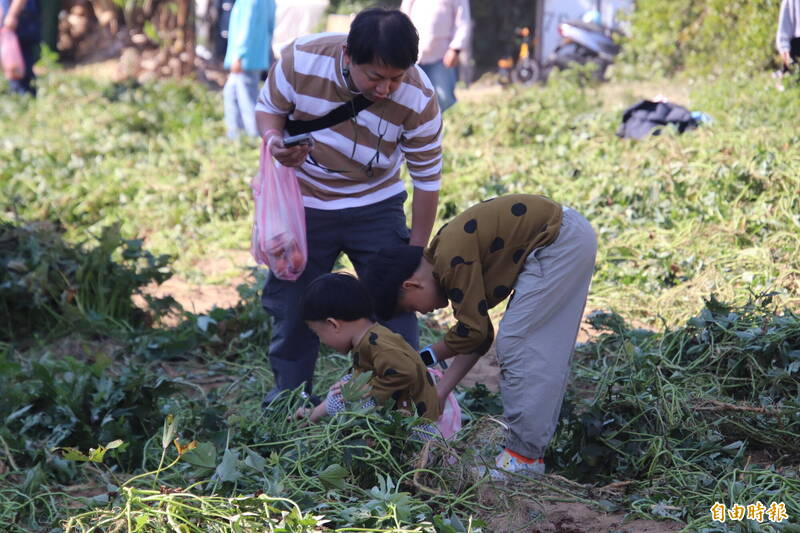 小朋友的鏟沙、做沙堡的鏟子，來到竹東黃金地瓜節改拿來尋寶挖地瓜。（記者黃美珠攝）