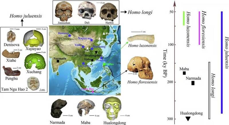 ͼչʾ˶ַ뻯ʯҤ߶Լܶ硸­ˡHomo julienensisֳڸõĶʱֲ ͼNature Communicationsڿ