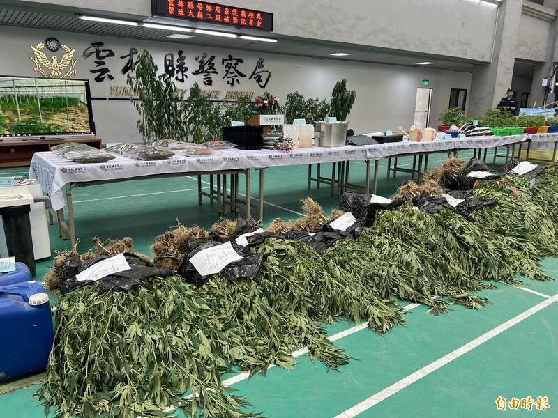 雲林檢警憲聯手破獲全國史上最大戶外溫室大麻園，查獲1766株大麻，市值逾10億元。（記者黃淑莉攝）