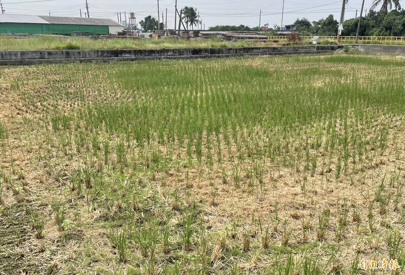 天兔害的  台南蕎麥農損救助3區5日起受理申請