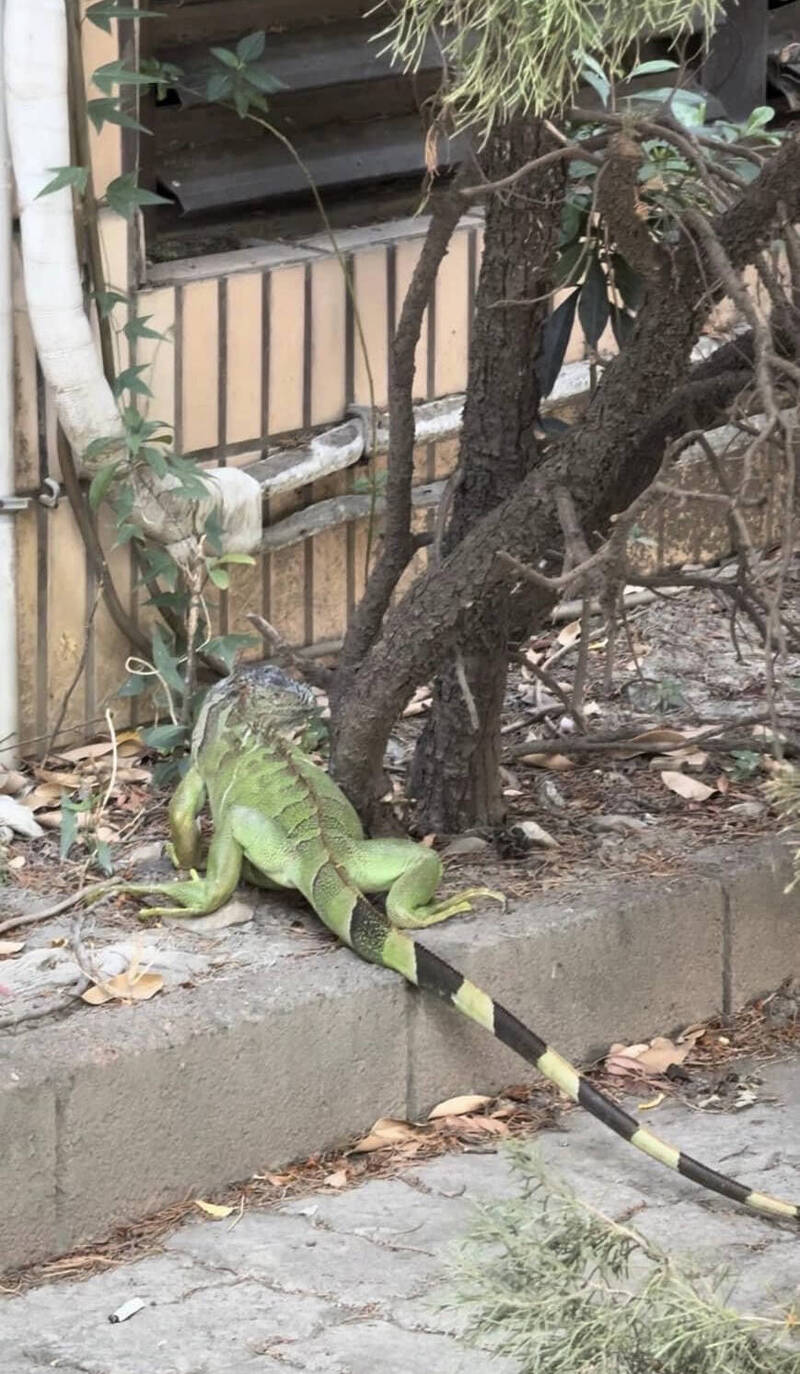 台中社區出現綠鬣蜥蹤影。（台中市野生動物保育學會提供）