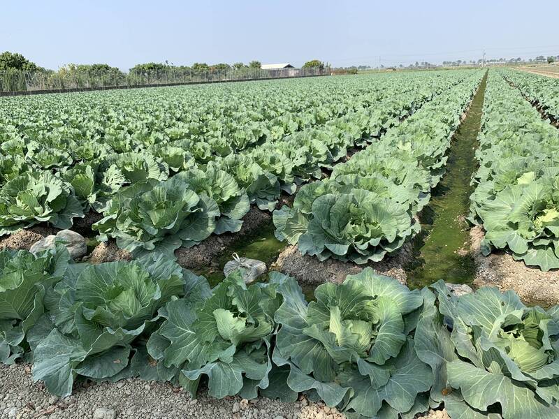 農糧署表示，平地高麗菜將會陸續上市，預估12月下旬後菜價就會平穩。（農糧署提供）