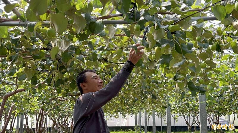 高樹棗農表示，今年蜜棗授粉不佳。（記者羅欣貞攝）