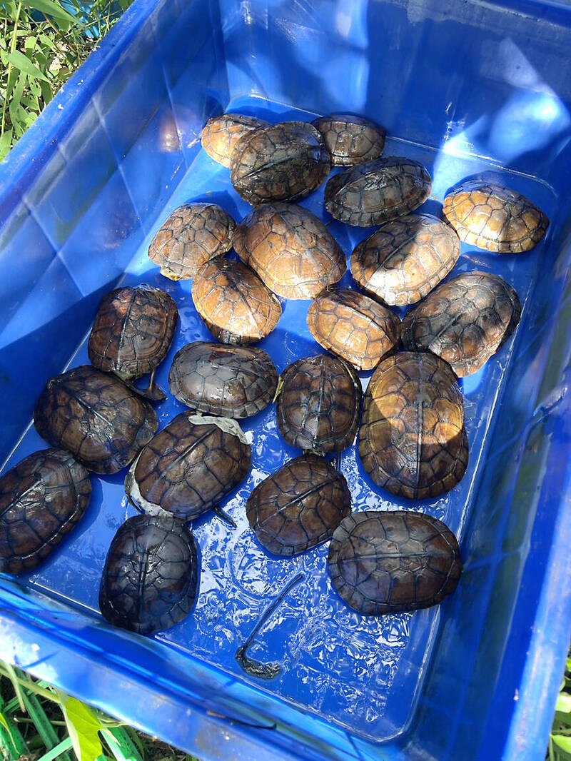 
Protected species of turtles are pictured in an undated photograph.
Photo courtesy of the Shilin District Prosecutors’ Office