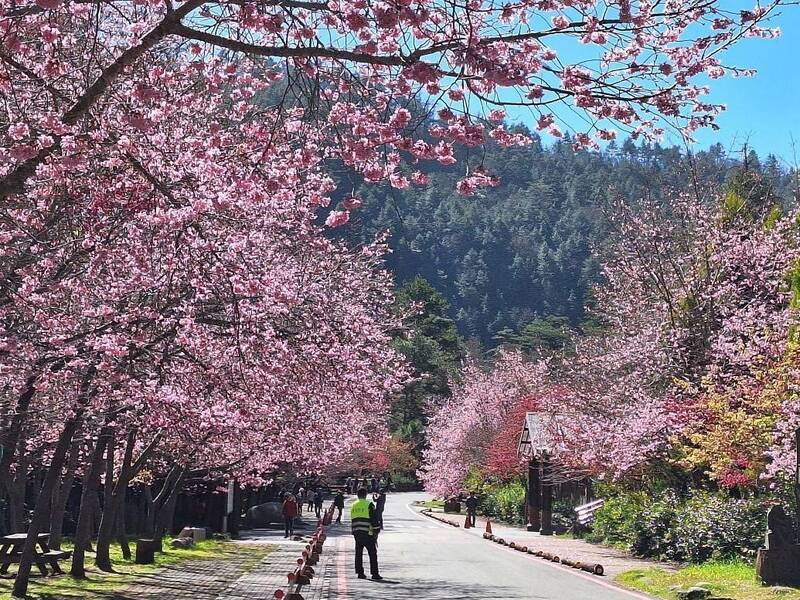 武陵將迎櫻花季，雪霸祭入園登山車輛管制。圖為往年武陵櫻花美景。（雪管處提供）