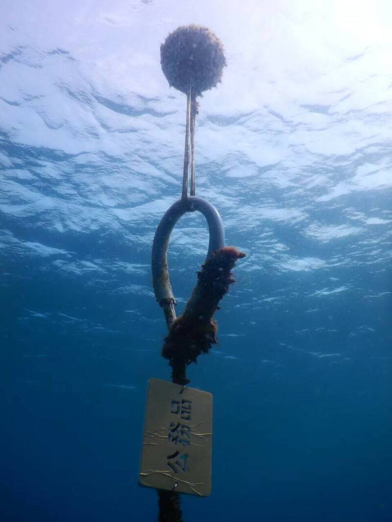 專供自由潛水使用的「沉水浮球」。（鵬管處提供）