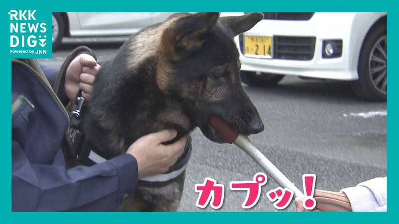 目前2歲大的熊本縣警犬「次元號」，日前受訪時疑似將記者的麥克風當成玩具一口咬住。（圖擷取自「RKK NEWS DIG」YouTube）