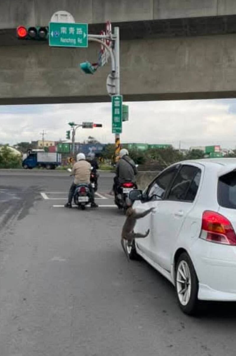 網友PO出猴子爬上白色轎車左後照鏡上的畫面。（擷取自臉書社團「桃園爆報二」）