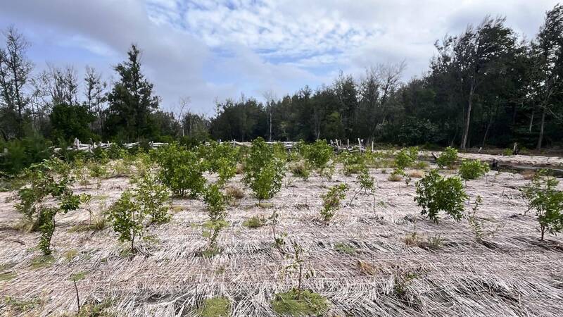 劣化地試驗樣區現狀及造林生長情形。（林試所提供）
