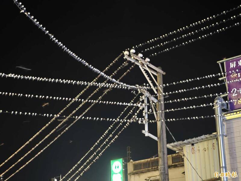 潮州建基圓環今年從春燕到8月過境及12月渡冬，都有大批家燕停下棲息，場面壯觀。（記者陳彥廷攝）