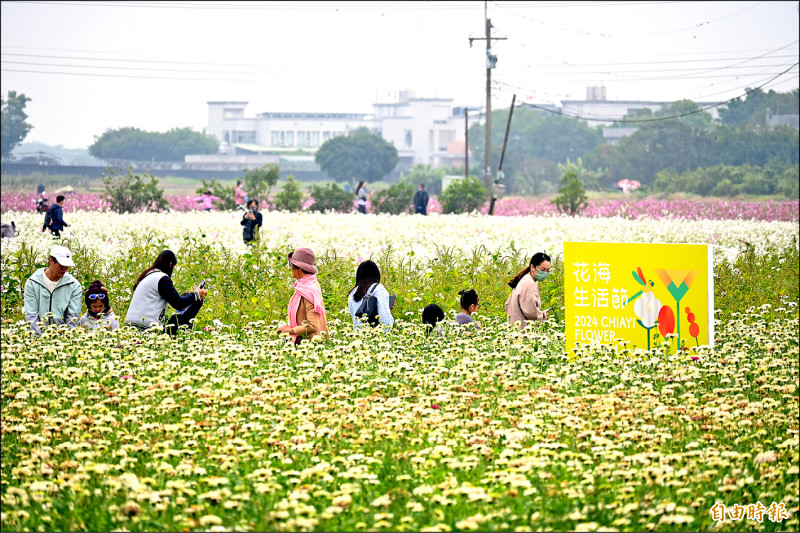 「2024嘉義市花海生活節」昨、今兩天在嘉市玉山路底亮麗登場。（記者丁偉杰攝）