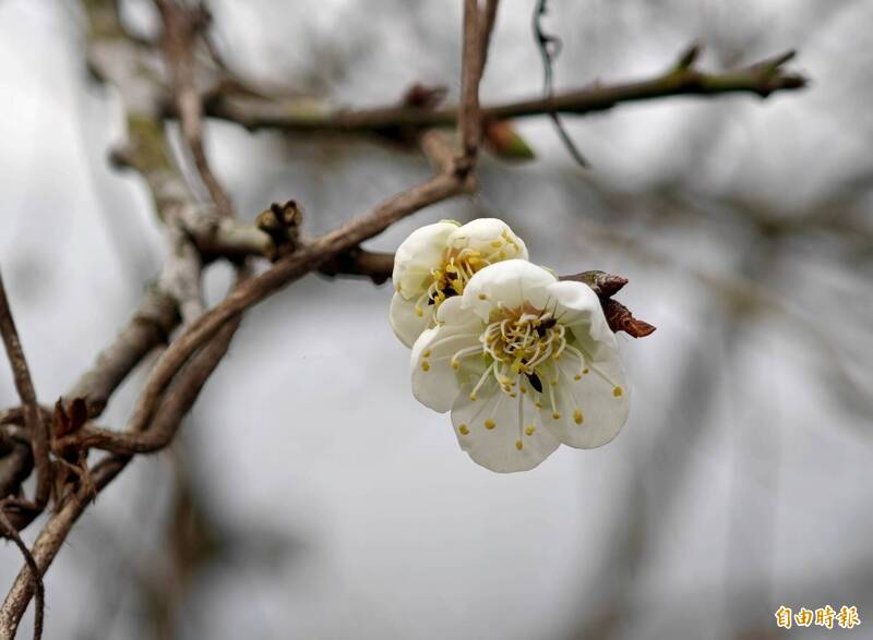 梅嶺中、高海拔處，少許梅花已經提早綻放。（記者吳俊鋒攝）