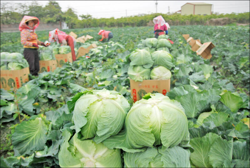 平地高麗菜陸續上市，農糧署估12月下旬後價格會趨於穩定。（資料照）