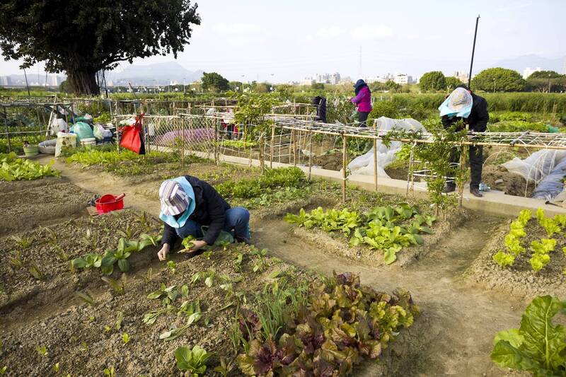 新北大都會公園樂活農園1月6日開放民眾承租報名。（新北市高灘處提供）