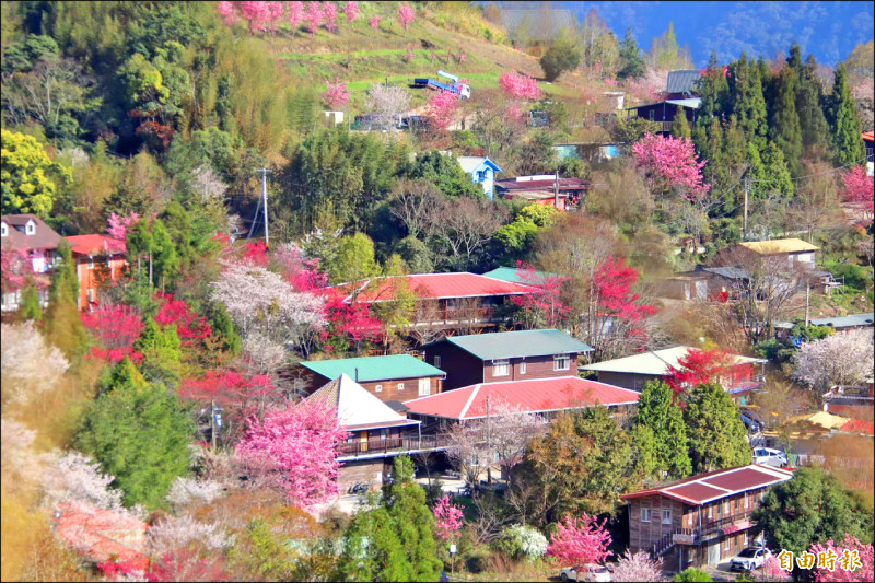 新竹縣司馬庫斯部落經過一個多月的閉園重建，21日將重新開放。（資料照，記者黃美珠攝）