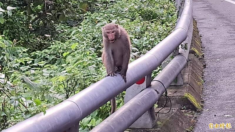 台灣獼猴雖然保育等級下降，但仍屬不得飼養的野生動物。（記者黃明堂攝）