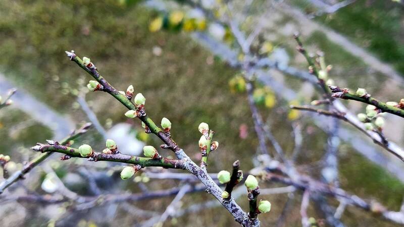 進入賞梅季，南投信義鄉梅花含苞待放。（信義鄉農會提供）