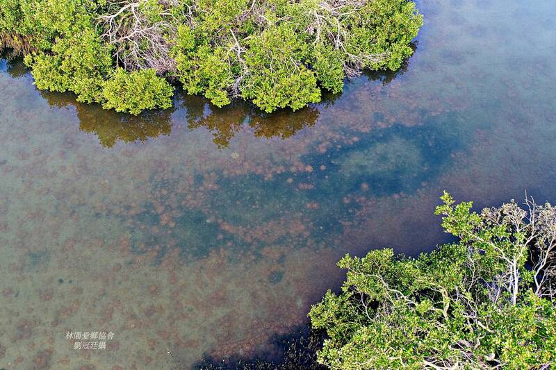 高雄林園海洋濕地公園「倒立水母」暴增速度驚人，民眾空拍水母湖，像是「水底開花」。（圖由劉冠廷提供）