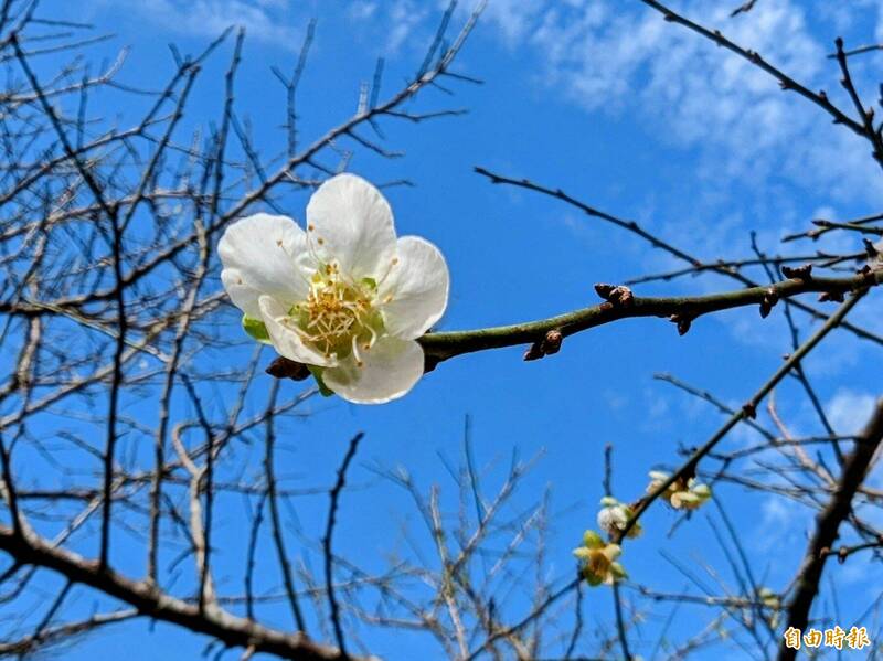 南投信義鄉受惠冷氣團，今年梅樹處可見花苞，並有零星開花。（記者劉濱銓攝）