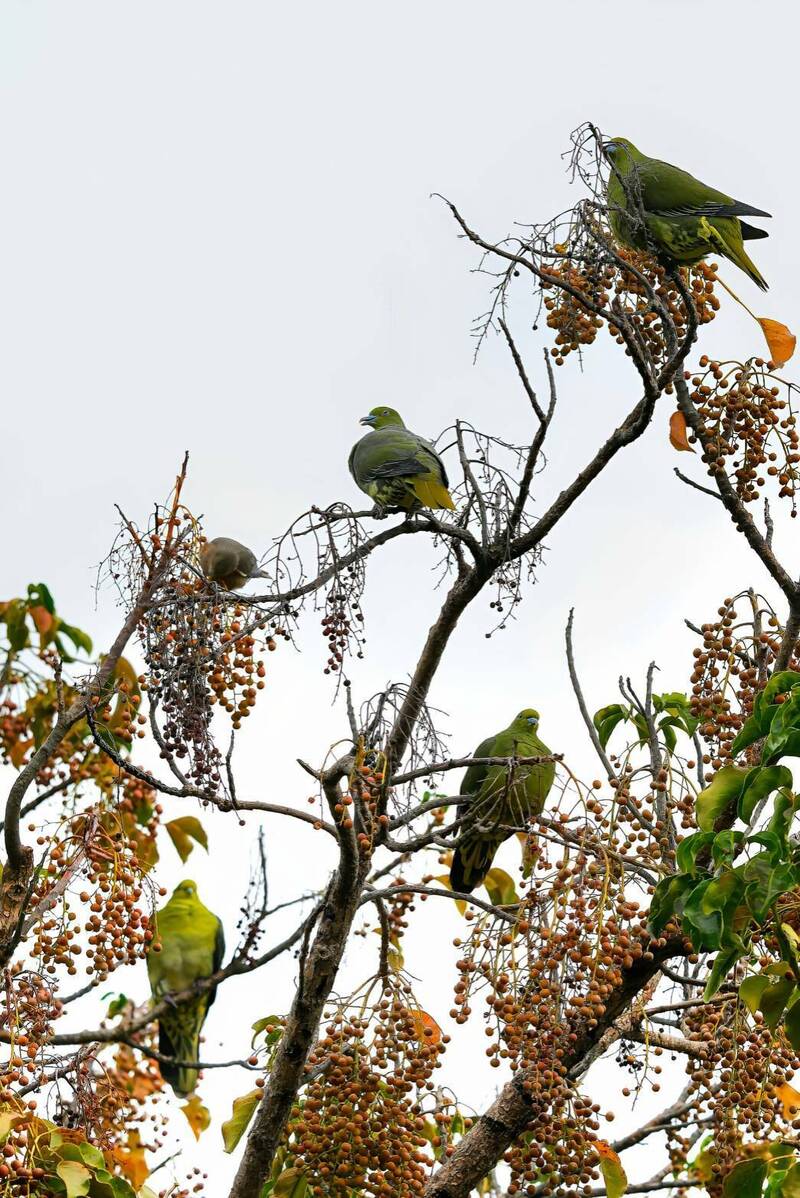 「綠色的斑鳩」一次來5隻 台南巴克禮公園綠鳩引眾人驚艷 - 生活 - 自由時報電子報