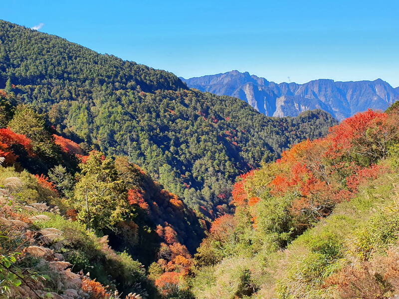 冷氣團接力報到，催促玉山塔塔加的變葉植物轉紅，叢叢楓紅點綴山巒綠林，讓冬天的塔塔加更顯「楓」情萬種。（玉管處提供）