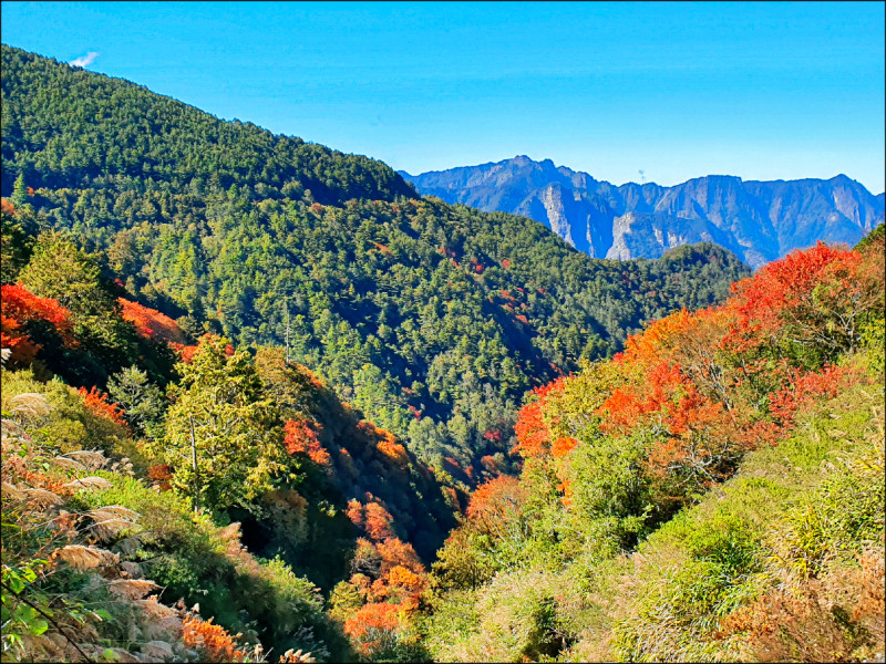 冷氣團催紅 塔塔加楓情萬種