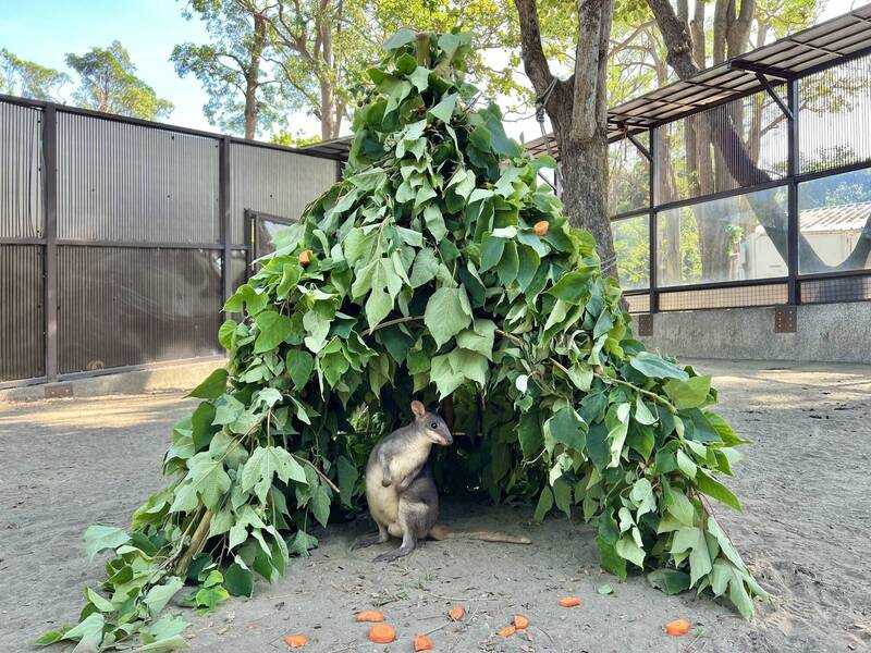 沼林袋鼠在構樹聖誕樹乘涼。（壽山動物園提供）