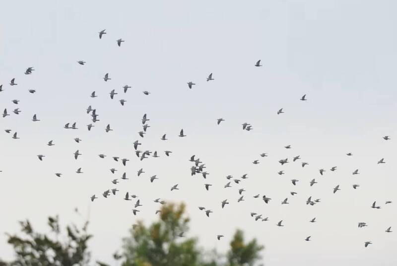 鳥友於台中都會公園內，驚見不普遍留鳥「灰林鴿」降臨的奇觀，數量高達100至200隻。（醫師鄭宜昌提供）