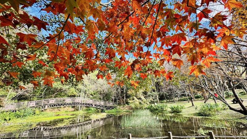 大陸冷氣團帶來低溫與水氣，奧萬大國家森林遊樂區終見楓紅美景。（林業保育署南投分署提供）