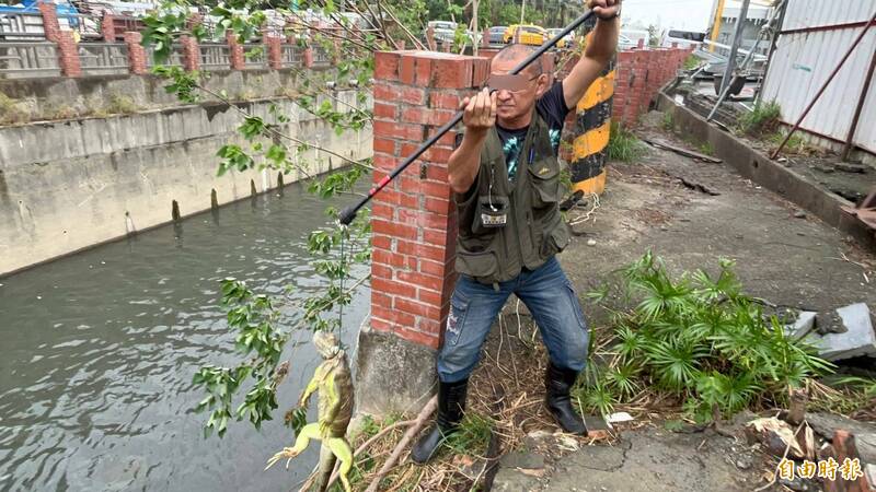 高雄市農業局今開放綠鬣蜥捕捉訓練班網路報名，民眾搶當「獵龍」達人秒殺名額。（記者陳文嬋攝）