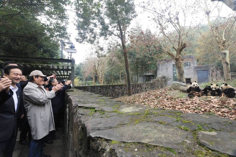 前總統馬英九昨日參訪中國四川省大熊貓保護研究中心都江堰基地。（馬英九基金會提供）