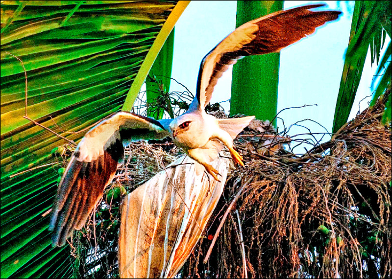 二級保育類野生動物的黑翅鳶，不能飼養在鳥籠中，否則觸犯虐待野生動物罪。此為黑翅鳶示意照，與本新聞無關。（資料照）