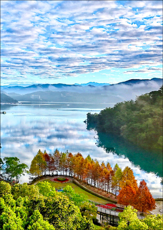 冷氣團發威，日月潭落羽松轉色進入極盛期，在潭區向山的雙心花圃落羽松，一旁靜謐湖水還展現絕美「天空之鏡」。（民眾提供）