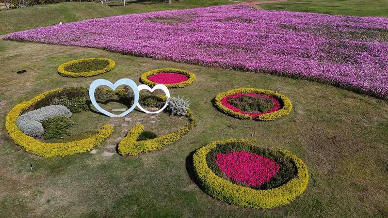 后里環保公園種植面積1.2公頃的大波斯菊花海，花海植株第一批現已盛開，預估明年元旦期間花況最盛。（建設局提供）