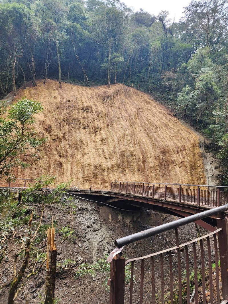 復興區拉拉山國家森林遊樂區步道入口過眺望之橋後0.6公里處邊坡發生土石崩塌，新竹分署採階段性作業先將倒木移除，再進行邊坡治理災害搶修進度。（復興區公所提供）