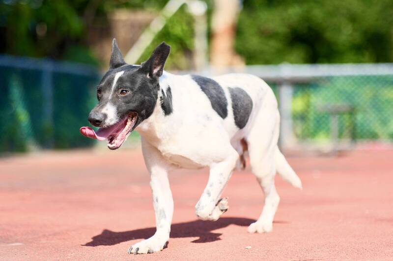 黑白三腳犬「阿福」康復後散步臉上笑瞇瞇。（新北動保處提供）