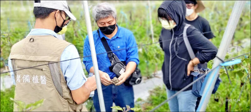 首屆植物診療師國考預計2025年8月舉行。（資料照）