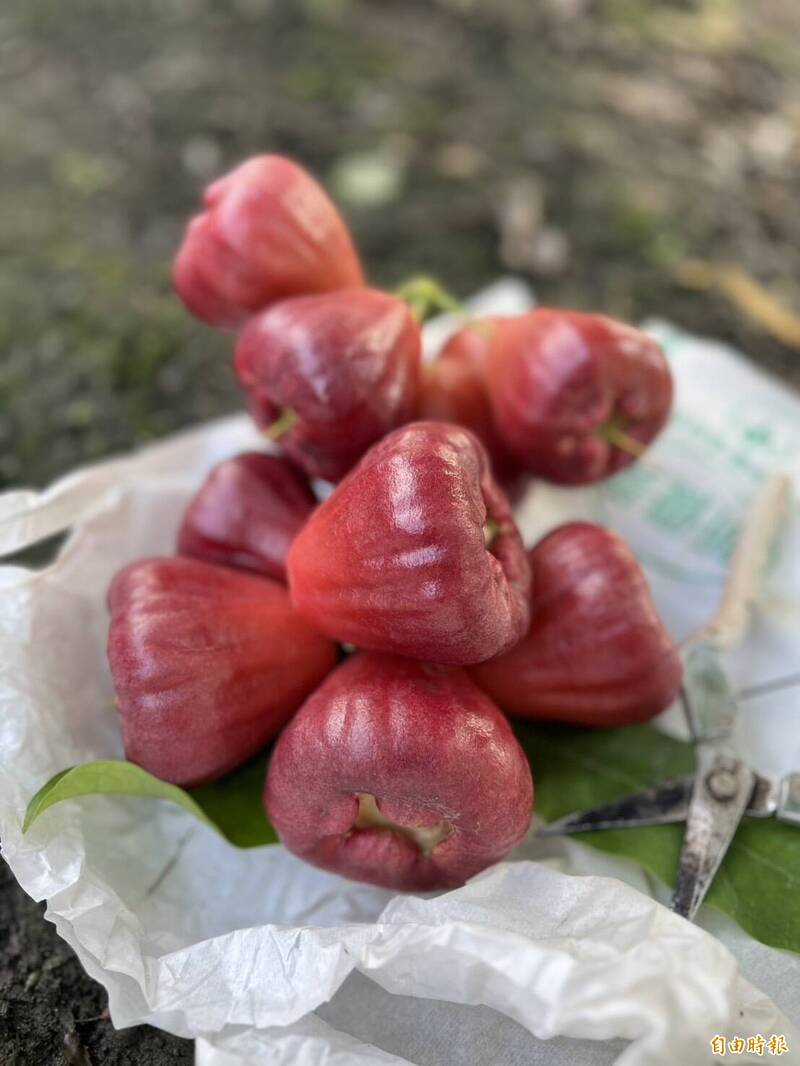 蓮霧產量今年遭重創，有現果者為王，連以往很難拿上檯面的品相，都能獲得行口或是販運商的青睞以相對高價購買。（記者陳彥廷攝）