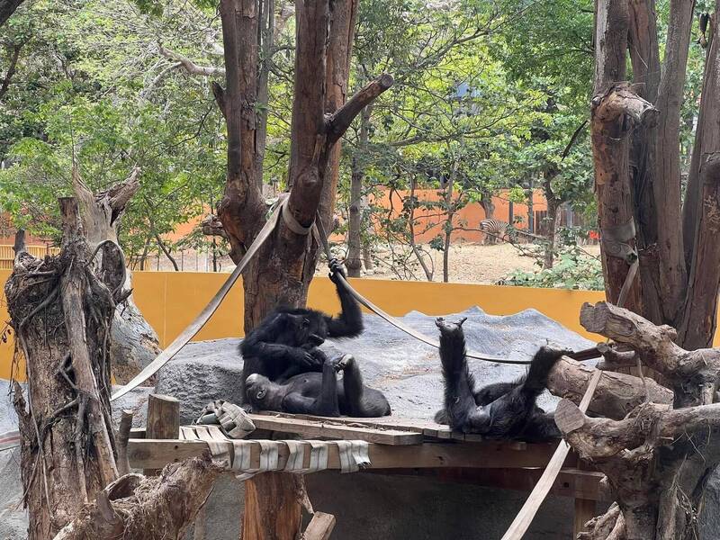 壽山動物園黑猩猩園區，目前有3隻猩猩。（園方提供）