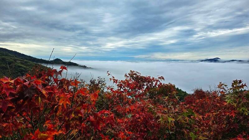 苗栗縣馬那邦山沿途楓葉陸續催紅，加上水氣足，還可欣賞到雲海美景。（王豐巽提供）