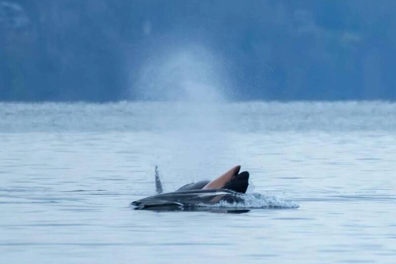 母虎鯨「泰勒夸」（Tahlequah）1日在美國華盛頓州普吉特海灣（Puget Sound）附近海域，揹負著幼鯨 J61屍體，J61 已於跨年夜被確認死亡。（圖：Center for Whale Researc）