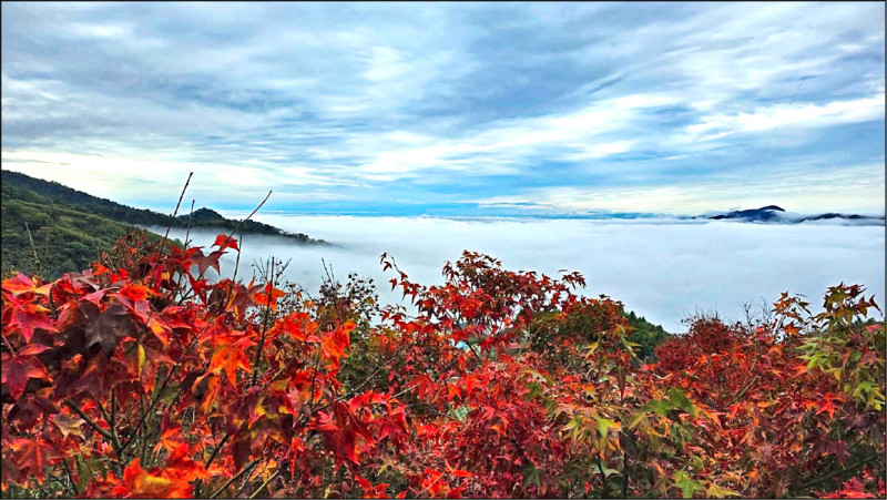 天氣轉冷，苗栗縣馬那邦山沿途楓葉陸續轉紅，加上水氣足，還可欣賞到雲海美景。（王豐巽提供）